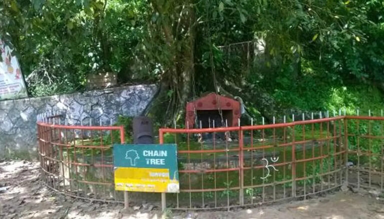 Chain Tree near Lakkidi 