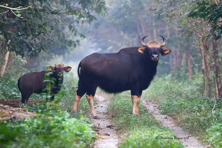 Indian gaur (bison) spotted in the dense forest trails of Tholpetty Wildlife Sanctuary in Wayanad, Kerala